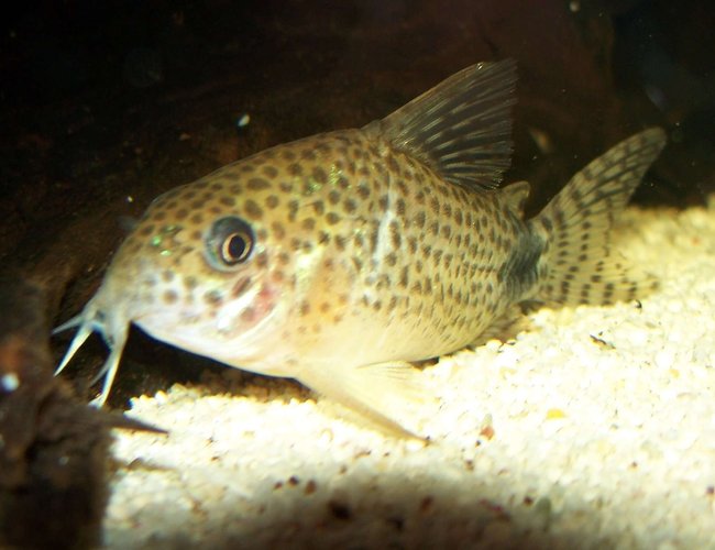 freshwater fish - corydoras caudimaculatus - tail-spot cory cat stocking in 47 gallons tank - My Caudimaculatus corydoras. freshwater fish - corydoras caudimaculatus - tail-spot cory cat stocking in 47 gallons tank - My Caudimaculatus corydoras.