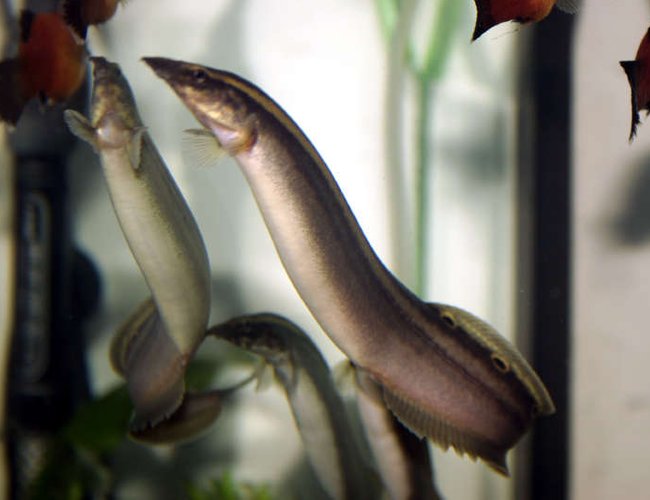 freshwater fish - macrognathus siamensis - peacock eel stocking in 33 gallons tank - here is a picture of my peacock eels and a few platys. they are swimming to the top of the tank to figure out how to get the worms in the new worm cup feeder. freshwater fish - macrognathus siamensis - peacock eel stocking in 33 gallons tank - here is a picture of my peacock eels and a few platys. they are swimming to the top of the tank to figure out how to get the worms in the new worm cup feeder.