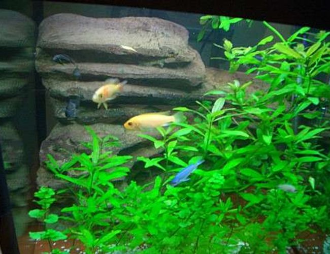 freshwater fish - pseudotropheus estherae - red zebra cichlid stocking in 140 gallons tank - LOVE MY FISH TANK I HOPE YOU LIKE IT TO freshwater fish - pseudotropheus estherae - red zebra cichlid stocking in 140 gallons tank - LOVE MY FISH TANK I HOPE YOU LIKE IT TO