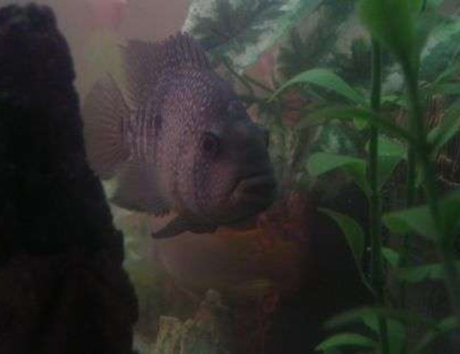 freshwater fish - herichthys cynoguttatus - texas cichlid stocking in 55 gallons tank - Brikemond's Texas Cichlid: Toutix freshwater fish - herichthys cynoguttatus - texas cichlid stocking in 55 gallons tank - Brikemond's Texas Cichlid: Toutix