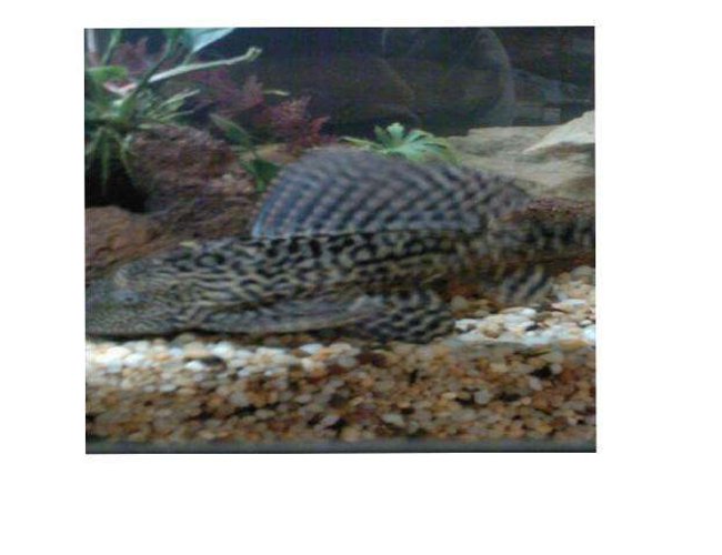 freshwater fish - pseudoacanthicus spinosus - chocolate chip spiny pleco (l-160) stocking in 70 gallons tank - pleco freshwater fish - pseudoacanthicus spinosus - chocolate chip spiny pleco (l-160) stocking in 70 gallons tank - pleco