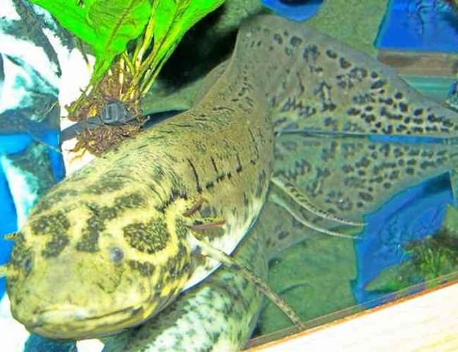 freshwater fish - protopterus annectens annectens - west african lungfish stocking in 125 gallons tank - West African Lungfish close up. It is hard to get whole fish and focused at the same time he is 2 feet and growing.I have been feeding him wardlley algea wafers and OSI shrimp pellets.They both are loaded with vitamins for color enhanceing.There is another WAL on webshots that is about 85%yellow.Mine is catching up. freshwater fish - protopterus annectens annectens - west african lungfish stocking in 125 gallons tank - West African Lungfish close up. It is hard to get whole fish and focused at the same time he is 2 feet and growing.I have been feeding him wardlley algea wafers and OSI shrimp pellets.They both are loaded with vitamins for color enhanceing.There is another WAL on webshots that is about 85%yellow.Mine is catching up.