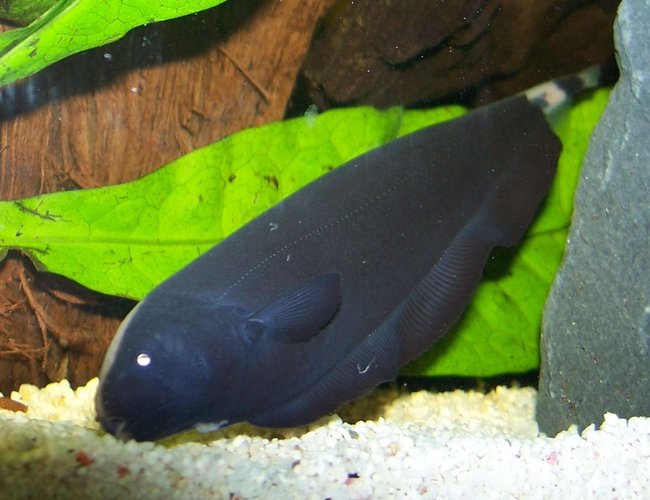 freshwater fish - apteronotus albifrons - black ghost knifefish stocking in 47 gallons tank - This is my 4" Black ghost knife fish, he has a face like a baby seal. freshwater fish - apteronotus albifrons - black ghost knifefish stocking in 47 gallons tank - This is my 4" Black ghost knife fish, he has a face like a baby seal.