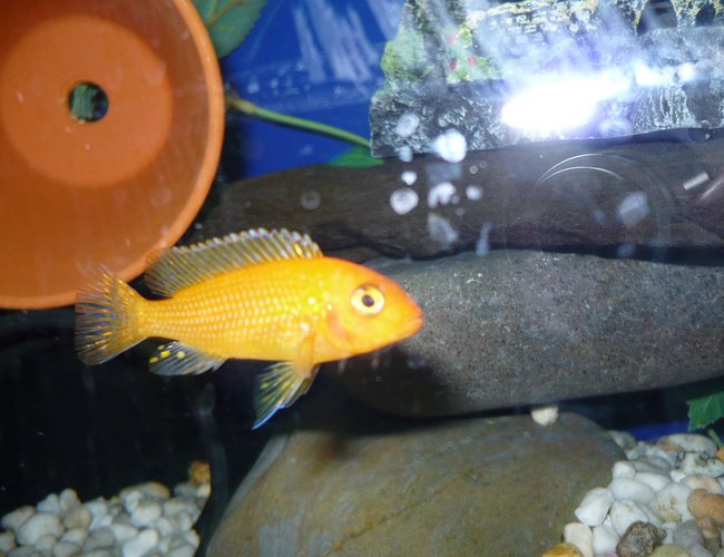 freshwater fish - pseudotropheus estherae - red zebra cichlid stocking in 55 gallons tank - cichlid freshwater fish - pseudotropheus estherae - red zebra cichlid stocking in 55 gallons tank - cichlid