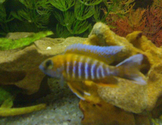 freshwater fish - aulonocara jacobfreibergi - eureka red stocking in 22 gallons tank - eureka red showing his colours. freshwater fish - aulonocara jacobfreibergi - eureka red stocking in 22 gallons tank - eureka red showing his colours.