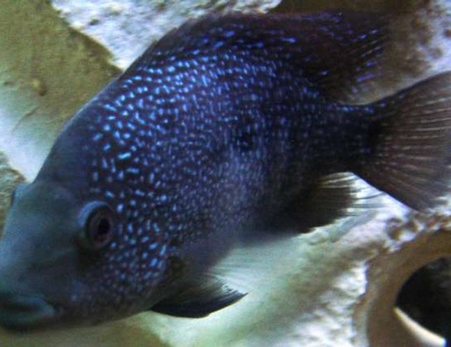 freshwater fish - herichthys carpinte - green texas cichlid stocking in 55 gallons tank - Texas freshwater fish - herichthys carpinte - green texas cichlid stocking in 55 gallons tank - Texas
