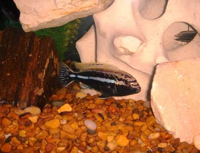 freshwater fish - melanochromis auratus - auratus cichlid stocking in 55 gallons tank - African freshwater fish - melanochromis auratus - auratus cichlid stocking in 55 gallons tank - African