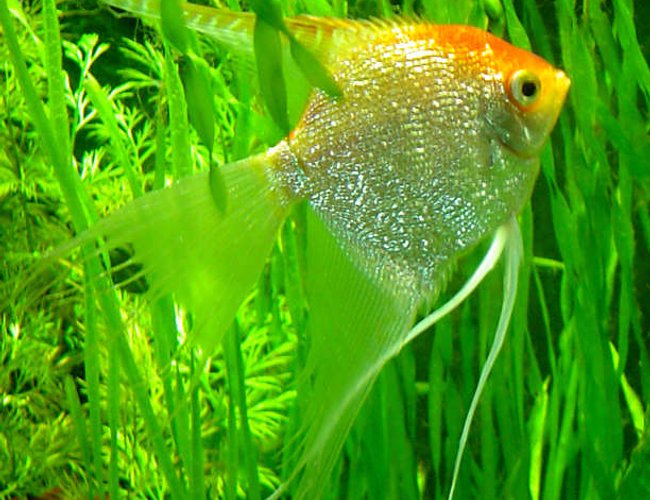 freshwater fish - pterophyllum sp. - gold veil angel stocking in 75 gallons tank - Angelfish freshwater fish - pterophyllum sp. - gold veil angel stocking in 75 gallons tank - Angelfish