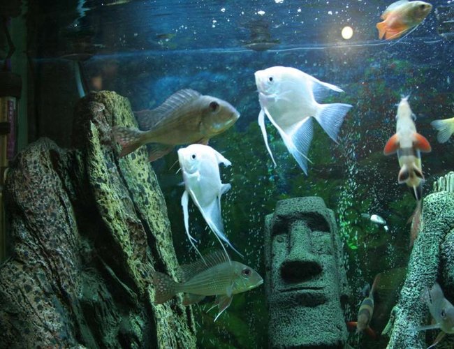 freshwater fish - pterophyllum sp. - albino angel stocking in 53 gallons tank - fish in the tank freshwater fish - pterophyllum sp. - albino angel stocking in 53 gallons tank - fish in the tank