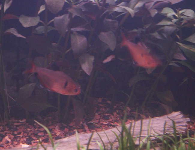 freshwater fish - hyphessobrycon callistus - red minor serpae tetra stocking in 55 gallons tank - Red Serpae Tetra freshwater fish - hyphessobrycon callistus - red minor serpae tetra stocking in 55 gallons tank - Red Serpae Tetra