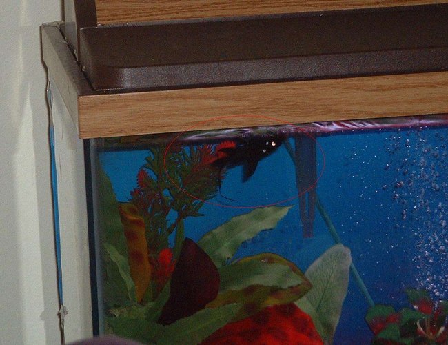 freshwater fish - mystus leucophasis - upside down cat, black stocking in 30 gallons tank - Asian Upside Down Catfish. Had to give him back though, he ate all my fish! freshwater fish - mystus leucophasis - upside down cat, black stocking in 30 gallons tank - Asian Upside Down Catfish. Had to give him back though, he ate all my fish!