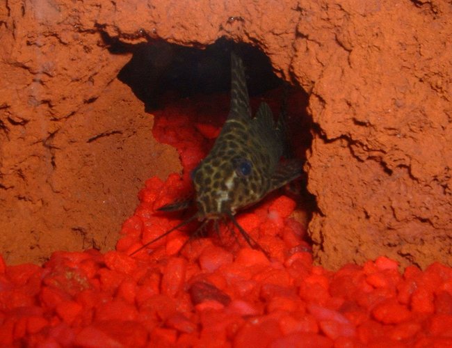 freshwater fish - synodontis nigrita - lace catfish stocking in 30 gallons tank - Lace Catfish in his favorite little hiding spot freshwater fish - synodontis nigrita - lace catfish stocking in 30 gallons tank - Lace Catfish in his favorite little hiding spot