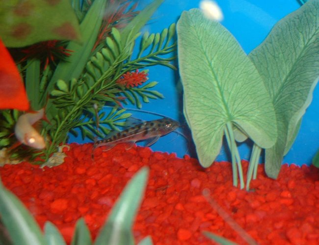freshwater fish - pimelodus pictus - pictus cat stocking in 30 gallons tank - My incredibly speedy little Pictus Catfish - This was NOT an easy picture to capture! I think even my little Albino Rainbow Shark was surprised freshwater fish - pimelodus pictus - pictus cat stocking in 30 gallons tank - My incredibly speedy little Pictus Catfish - This was NOT an easy picture to capture! I think even my little Albino Rainbow Shark was surprised