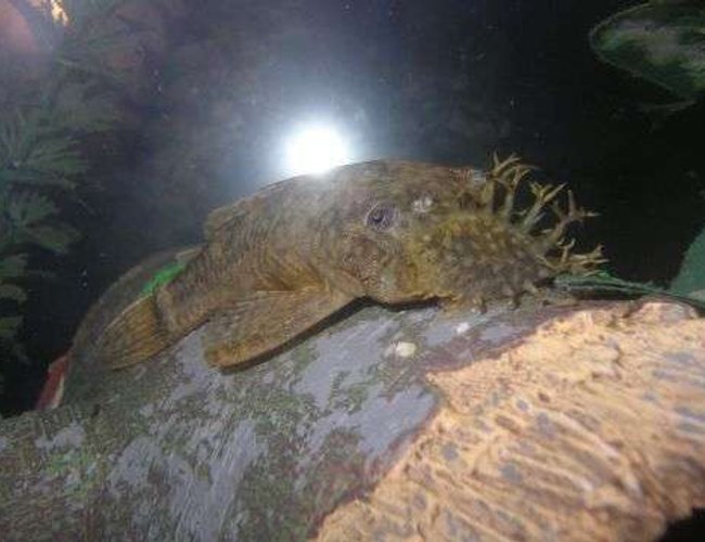 freshwater fish - ancistrus sp. - bushy nose pleco l-144 stocking in 55 gallons tank - Brikemond's Bushy Nose Pleco freshwater fish - ancistrus sp. - bushy nose pleco l-144 stocking in 55 gallons tank - Brikemond's Bushy Nose Pleco