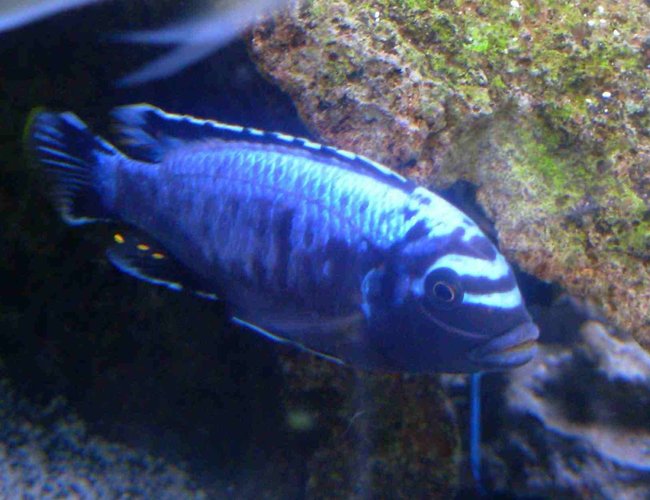 freshwater fish - metriaclima sp. - msobo magunga stocking in 90 gallons tank - Metriaclima Msobo -African Cichlid freshwater fish - metriaclima sp. - msobo magunga stocking in 90 gallons tank - Metriaclima Msobo -African Cichlid