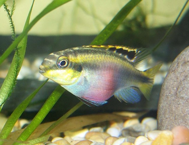 freshwater fish - pelvicachromis pulcher - kribensis cichlid stocking in 47 gallons tank - My young female krib full of eggs. freshwater fish - pelvicachromis pulcher - kribensis cichlid stocking in 47 gallons tank - My young female krib full of eggs.