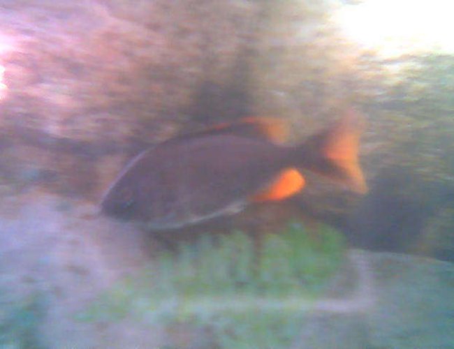 freshwater fish - copadichromis borleyi - yellowfin borleyi cichlid stocking in 75 gallons tank - WhoDey2 freshwater fish - copadichromis borleyi - yellowfin borleyi cichlid stocking in 75 gallons tank - WhoDey2