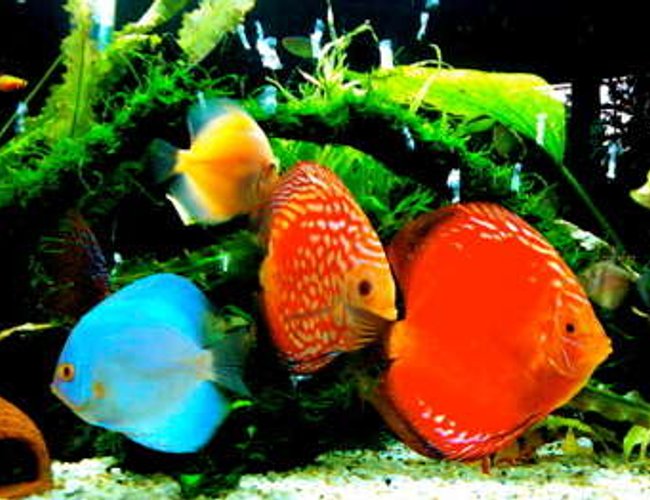 freshwater fish - symphysodon sp. - red leopard discus stocking in 50 gallons tank - baby freshwater fish - symphysodon sp. - red leopard discus stocking in 50 gallons tank - baby