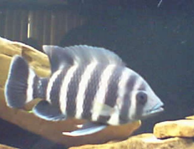 freshwater fish - tilapia buttikoferi - zebra tilapia stocking in 125 gallons tank - 8 inch ;) freshwater fish - tilapia buttikoferi - zebra tilapia stocking in 125 gallons tank - 8 inch ;)