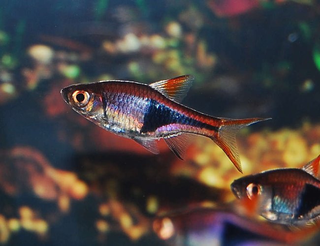 freshwater fish - rasbora heteromorpha - harlequin rasbora stocking in 75 gallons tank - Harlequin Rasbora freshwater fish - rasbora heteromorpha - harlequin rasbora stocking in 75 gallons tank - Harlequin Rasbora