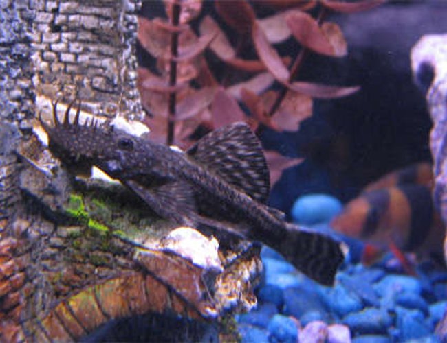 freshwater fish - ancistrus sp. - bushy nose pleco l-144 stocking in 55 gallons tank - Bristlenose Pleco freshwater fish - ancistrus sp. - bushy nose pleco l-144 stocking in 55 gallons tank - Bristlenose Pleco