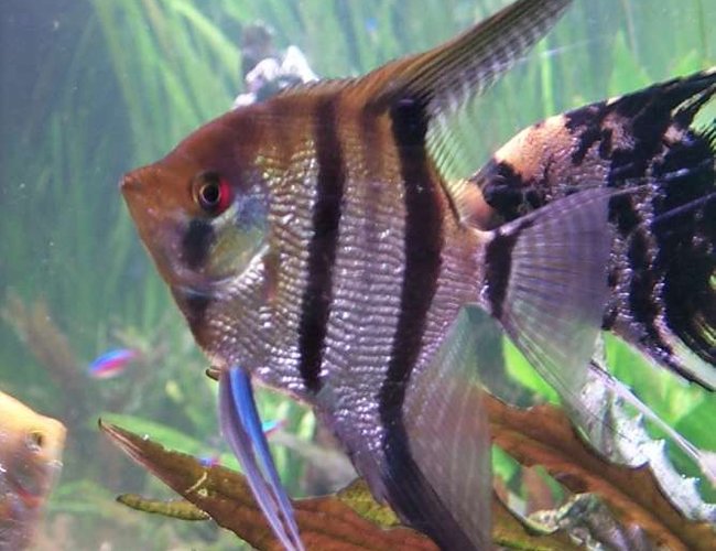 freshwater fish - pterophyllum sp. - silver zebra angel stocking in 106 gallons tank - Striped angel...stripes go a little lighter sometimes, as in this photo. freshwater fish - pterophyllum sp. - silver zebra angel stocking in 106 gallons tank - Striped angel...stripes go a little lighter sometimes, as in this photo.
