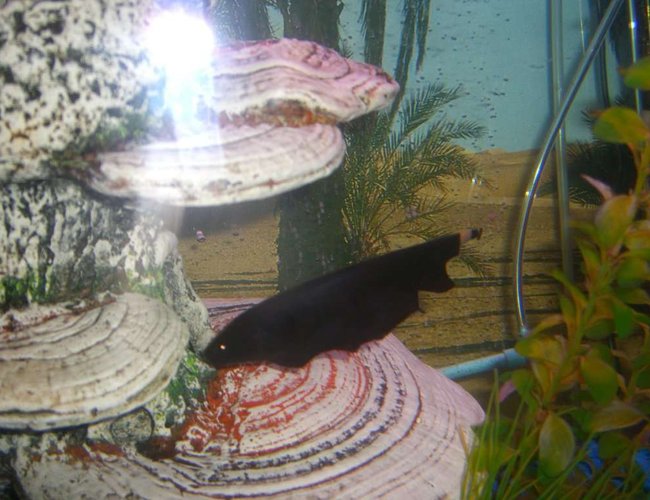 freshwater fish - apteronotus albifrons - black ghost knifefish stocking in 60 gallons tank - Ghost Knife Fish freshwater fish - apteronotus albifrons - black ghost knifefish stocking in 60 gallons tank - Ghost Knife Fish