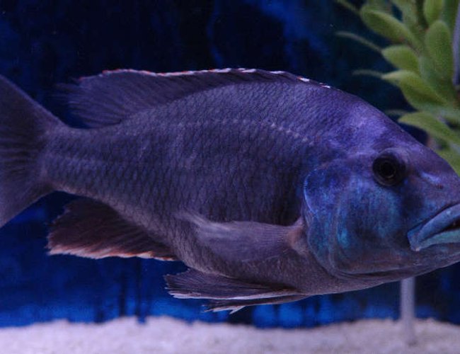 freshwater fish - nimbochromis livingstonii - livingstoni stocking in 125 gallons tank - male Nimbochromis livingstoni freshwater fish - nimbochromis livingstonii - livingstoni stocking in 125 gallons tank - male Nimbochromis livingstoni