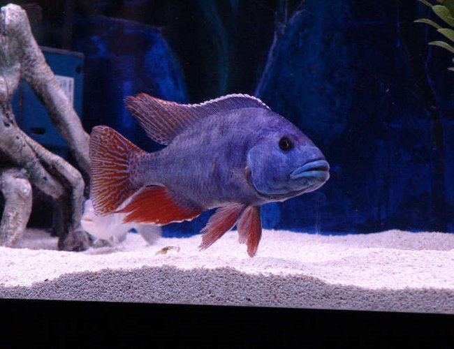 freshwater fish - nimbochromis fuscotaeniatus - fusco stocking in 125 gallons tank - male Nimbochromis Fuscotaeniatus freshwater fish - nimbochromis fuscotaeniatus - fusco stocking in 125 gallons tank - male Nimbochromis Fuscotaeniatus