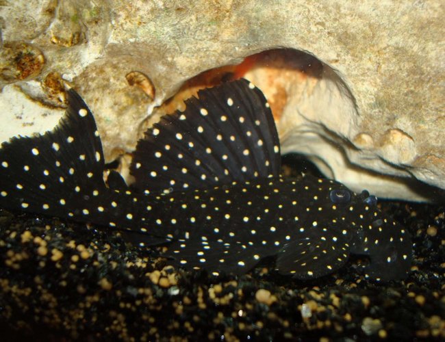 freshwater fish - leporacanthicus galaxias - galaxy pleco (l240) stocking in 138 gallons tank - My Leporacanthicus Galaxy pleco (L240) freshwater fish - leporacanthicus galaxias - galaxy pleco (l240) stocking in 138 gallons tank - My Leporacanthicus Galaxy pleco (L240)