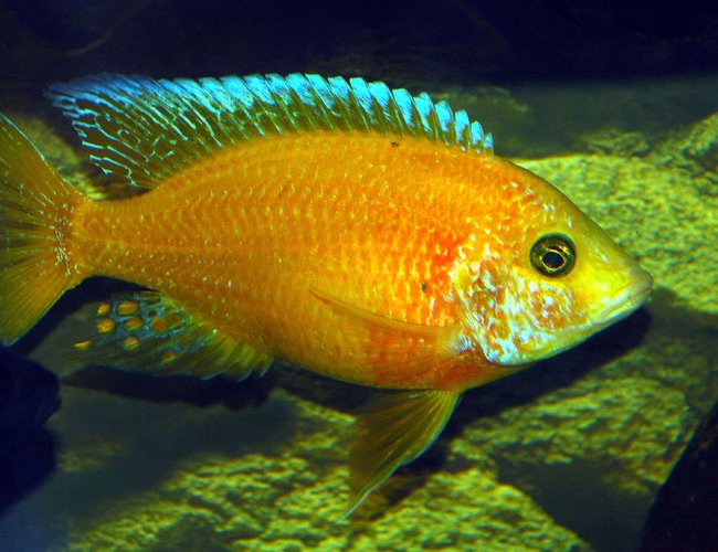 freshwater fish - aulonocara sp. - dragon blood peacock stocking in 169 gallons tank - Dragon Blood Peacock freshwater fish - aulonocara sp. - dragon blood peacock stocking in 169 gallons tank - Dragon Blood Peacock