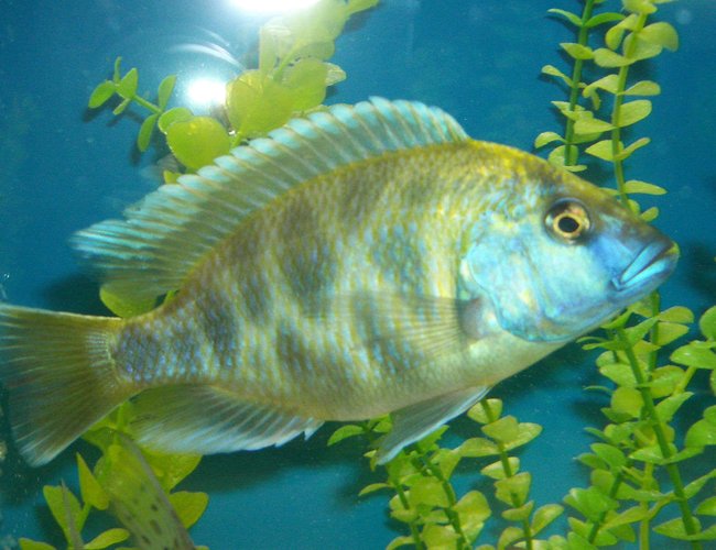 freshwater fish - nimbochromis venustus - venustus cichlid stocking in 42 gallons tank - large male haplochromis venustus.
wild caught freshwater fish - nimbochromis venustus - venustus cichlid stocking in 42 gallons tank - large male haplochromis venustus.
wild caught