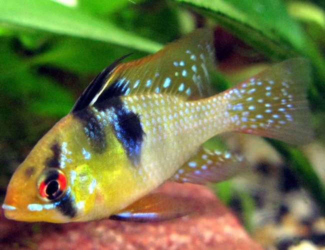 freshwater fish - papiliochromis ramirezi - german blue ram stocking in 44 gallons tank - Male Blue Ram (microgeophagus ramirezi) freshwater fish - papiliochromis ramirezi - german blue ram stocking in 44 gallons tank - Male Blue Ram (microgeophagus ramirezi)