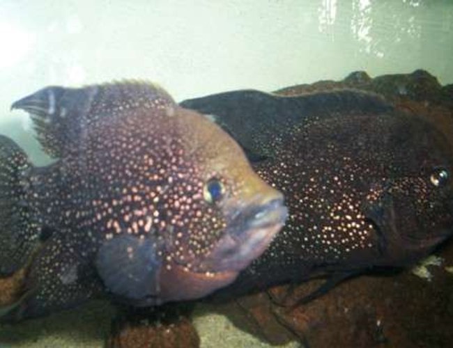 freshwater fish - paratilapia polleni - marakely stocking in 700 gallons tank - Paratilapia polleni freshwater fish - paratilapia polleni - marakely stocking in 700 gallons tank - Paratilapia polleni
