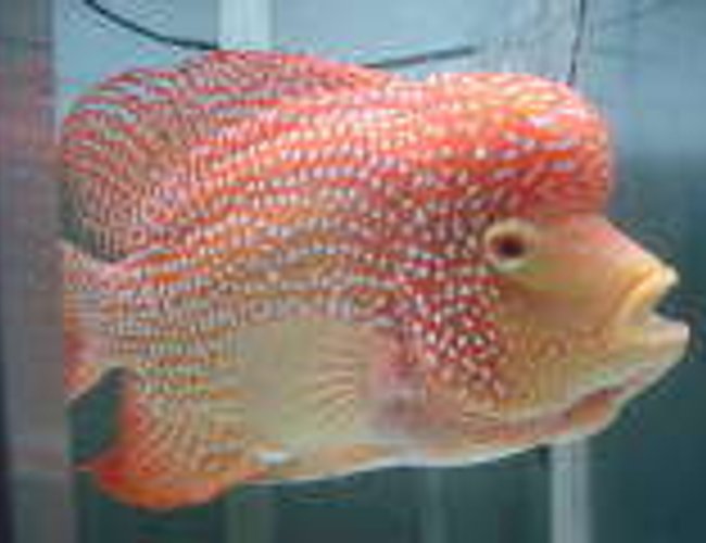 freshwater fish - herichthys cynoguttatus - red texas cichlid stocking in 75 gallons tank - My Super Red Texas Part 2 freshwater fish - herichthys cynoguttatus - red texas cichlid stocking in 75 gallons tank - My Super Red Texas Part 2