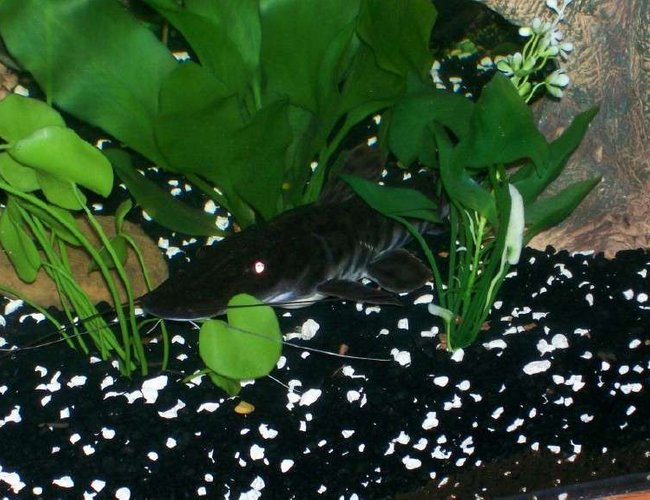 freshwater fish - pseudoplatystoma fasciatum - tiger shovelnose cat stocking in 140 gallons tank - One of my tiger shovelnose freshwater fish - pseudoplatystoma fasciatum - tiger shovelnose cat stocking in 140 gallons tank - One of my tiger shovelnose