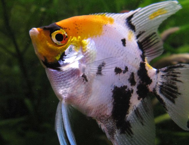 freshwater fish - pterophyllum sp. - koi angel stocking in 44 gallons tank - Koi angel freshwater fish - pterophyllum sp. - koi angel stocking in 44 gallons tank - Koi angel
