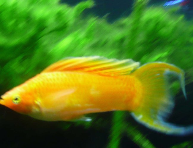 freshwater fish - poecilia latipinna - golden sailfin molly stocking in 46 gallons tank - Sailfin Molly 11.05.07 freshwater fish - poecilia latipinna - golden sailfin molly stocking in 46 gallons tank - Sailfin Molly 11.05.07