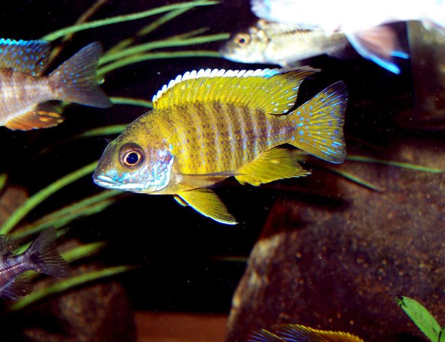freshwater fish - aulonocara baenschi - sunshine peacock stocking in 90 gallons tank - Aulunocara Baenschi freshwater fish - aulonocara baenschi - sunshine peacock stocking in 90 gallons tank - Aulunocara Baenschi