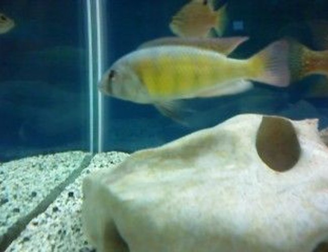 freshwater fish - haplochromis sp. 44 - red tail stocking in 120 gallons tank - this is my f1 red tail 44 and in the back is two f1 bleekri really nice fish freshwater fish - haplochromis sp. 44 - red tail stocking in 120 gallons tank - this is my f1 red tail 44 and in the back is two f1 bleekri really nice fish