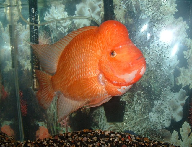 freshwater fish - amphilophus labiatus - red devil stocking in 55 gallons tank - Red Devil Otis freshwater fish - amphilophus labiatus - red devil stocking in 55 gallons tank - Red Devil Otis
