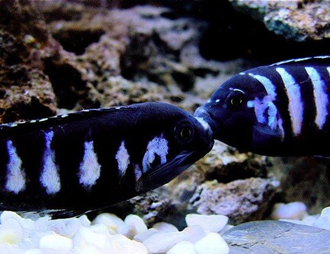 freshwater fish - pseudotropheus demasoni - demasoni cichlid stocking in 60 gallons tank - A little Father and Son brawl over the nice cave in the corner. freshwater fish - pseudotropheus demasoni - demasoni cichlid stocking in 60 gallons tank - A little Father and Son brawl over the nice cave in the corner.