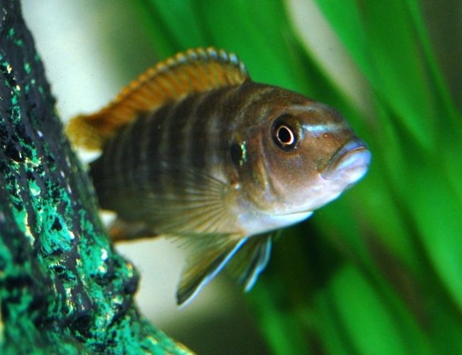 freshwater fish - labidochromis sp. - hongi stocking in 20 gallons tank - My African Cichlid of unknown species? could someone help me out? freshwater fish - labidochromis sp. - hongi stocking in 20 gallons tank - My African Cichlid of unknown species? could someone help me out?