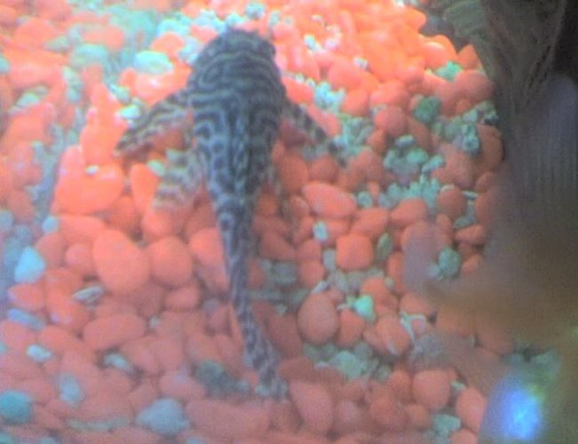 freshwater fish - hypancistrus sp. - queen arabesque pleco stocking in 30 gallons tank - my pleco top view freshwater fish - hypancistrus sp. - queen arabesque pleco stocking in 30 gallons tank - my pleco top view
