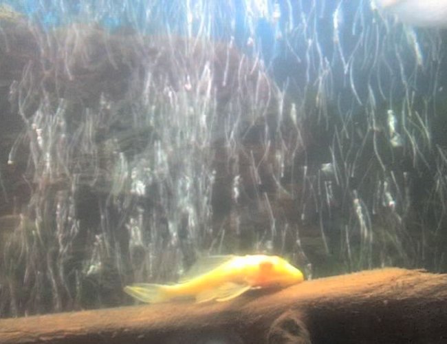 freshwater fish - ancistrus sp. - bushy nose pleco l-144 stocking in 30 gallons tank - my pleco freshwater fish - ancistrus sp. - bushy nose pleco l-144 stocking in 30 gallons tank - my pleco