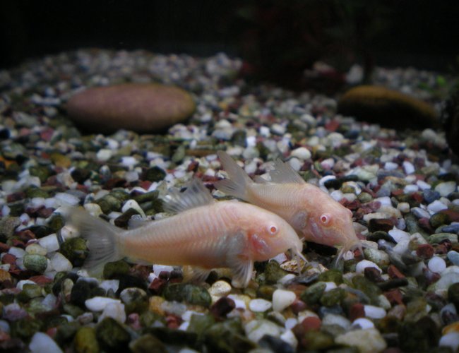 freshwater fish - corydoras aeneus - albino aeneus cory cat stocking in 75 gallons tank - my two albino Corey dora freshwater fish - corydoras aeneus - albino aeneus cory cat stocking in 75 gallons tank - my two albino Corey dora