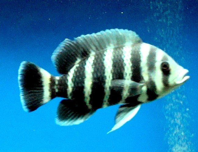 freshwater fish - tilapia buttikoferi - zebra tilapia stocking in 138 gallons tank - This fish looks SO good and healthy. Tilapia is one of my favorite fish ... freshwater fish - tilapia buttikoferi - zebra tilapia stocking in 138 gallons tank - This fish looks SO good and healthy. Tilapia is one of my favorite fish ...