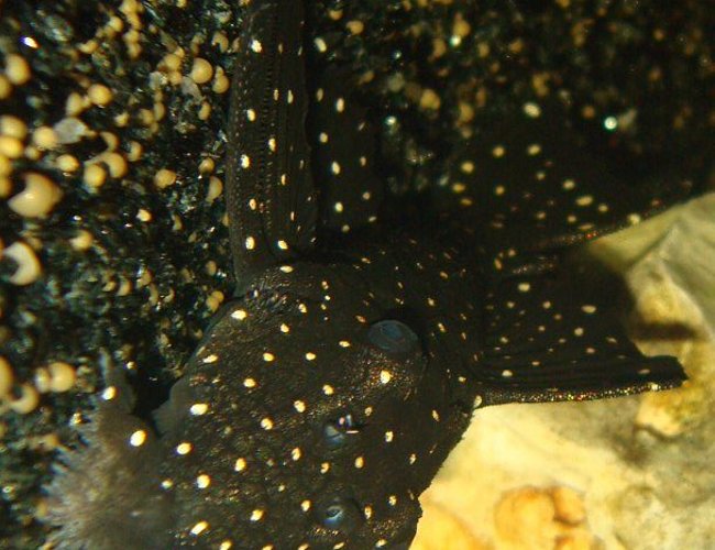 freshwater fish - leporacanthicus galaxias - galaxy pleco (l240) stocking in 138 gallons tank - My Leporacanthicus Galaxy pleco (L240) freshwater fish - leporacanthicus galaxias - galaxy pleco (l240) stocking in 138 gallons tank - My Leporacanthicus Galaxy pleco (L240)