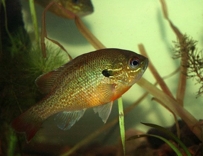 freshwater fish - lepomis gibbosus - pumpkinseed stocking in 55 gallons tank - Pumpkinseed freshwater fish - lepomis gibbosus - pumpkinseed stocking in 55 gallons tank - Pumpkinseed