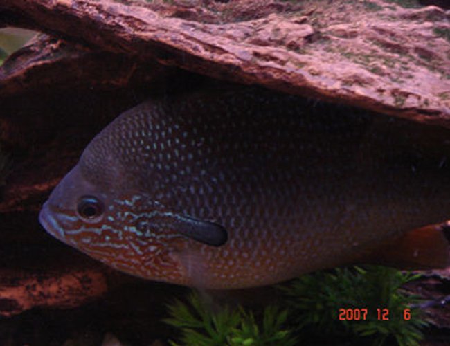 freshwater fish - lepomis macrochirus - bluegill - orange belly blue gill freshwater fish - lepomis macrochirus - bluegill - orange belly blue gill